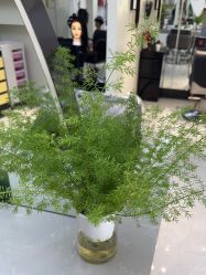 -吉艺心专业美发造型