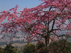 -风云岭森林公园