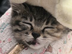 -米苏动物医院·犬猫专科·骨科外科内窥镜