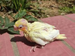 -pd派德宠物中心医院24H急重症·眼科中心·血液透析中心(嵩山北路店)