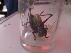 -天朝元辅-徐州民俗博物馆