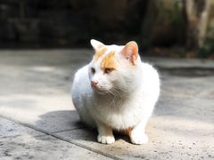 -竹吟山房