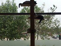 -猫的茶·猫咖