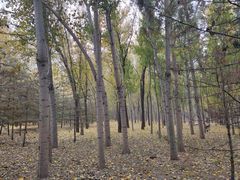 -森林公园(尖草坪区)