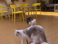 -猫にゃん · 猫的隐藏屋猫咖(麦地旗舰店)