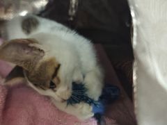 -瑞鹏宠物医院·宠保定点·心脏科·内科(御桥分院)