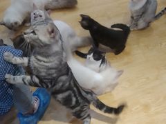 -万小咖.猫咖(中山路天虹店)