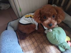 -北京恒爱动物医院(清景园分院)