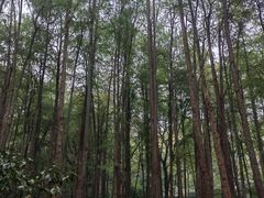 -杭州植物园