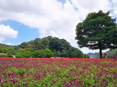 -广州市石门国家森林公园