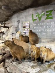 -Zoolung Zoolung动物主题公园(海信广场店)