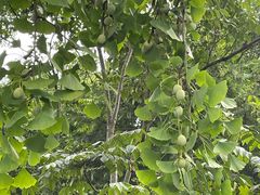 -上海海湾国家森林公园