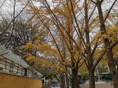 -三里屯东五街银杏大道