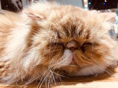 -藏猫猫咖啡主题馆(中央大道店)