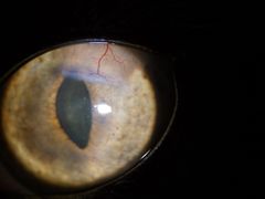 -爱侣宠医·鹦鹉专科·小型哺乳类·异宠专科(灵石路店)