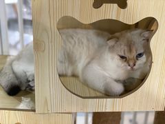-浣熊柯尔鸭土拨鼠·电玩咖