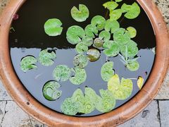 -青果巷历史文化街区