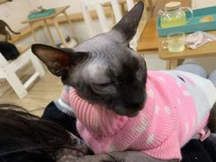 -李小姐の猫咖啡馆(五角场店)