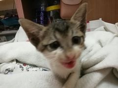 -彩虹桥宠物火化殡葬善终服务(金乐大厦店)