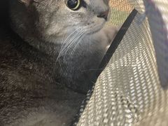-御宝贝·A梦猫科宠物医院(国际猫友好医院)