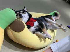 -逗柴咖啡屋·狗咖猫咖宠物桌游