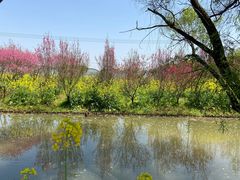 -南汇桃花村