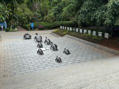 -广东惠东海龟国家级自然保护区