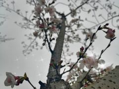 -贡湖湾湿地公园