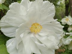 -石家庄市植物园