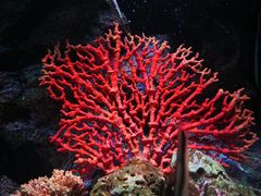 -暹罗海洋世界