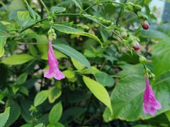 -北京植物园-展览温室