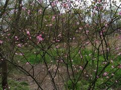 -西湖风景区-江洋畈生态公园