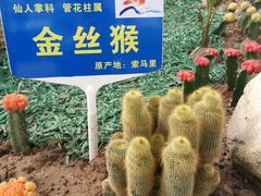 -海上花岛玫瑰园采摘