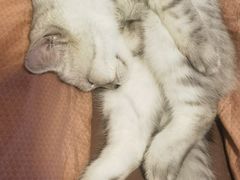 -伟伟宠物医院·CT影像中心·瑞派犬猫综合性门诊(汉口总院)