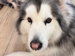 -李小姐の猫咖啡馆(五角场店)