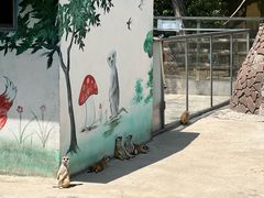 -苏州太湖西山岛开心农场