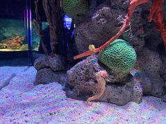 -暹罗海洋世界