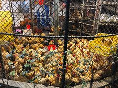 -荔城生鲜盛宴(番禺旗舰店)
