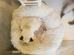 -喵喵咪呀布偶猫咖(春熙路店)
