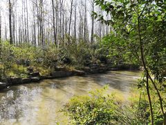 -合肥滨湖国家森林公园