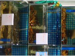 水产区-琼大师东方烤乳猪(亚特兰蒂斯店)