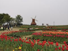 -杭州湾海上花田景区