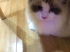 -滚猫咖啡·猫咖·猫友好撸猫(未来城店)