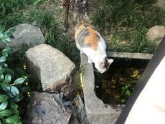 -龙猫意杯花园餐厅(芙蓉湖店)