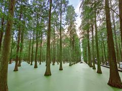 -渌洋湖湿地公园