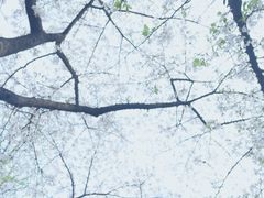 -武汉大学-樱园