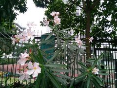-晓港公园