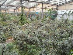 -呀路古热带植物园-恐龙馆