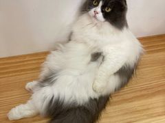 -李小姐の猫咖啡馆(五角场店)