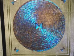 -上海昆虫博物馆